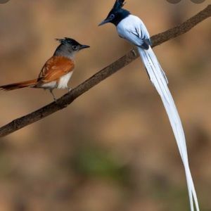 Meet your Posher, Serin